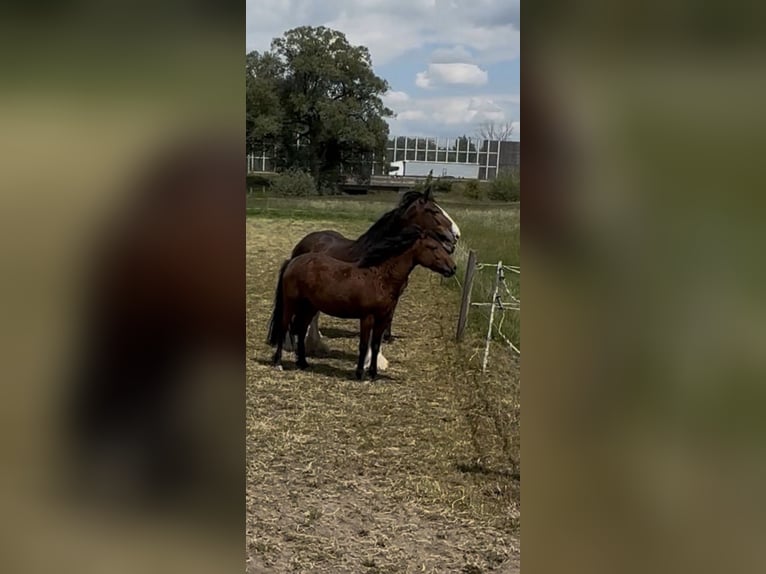 Caballo ""Curly"" Yegua 4 años 145 cm Castaño in Biberach an der Riß Bergerhausen