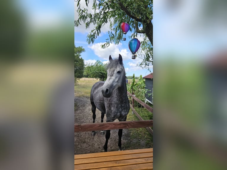 Caballo ""Curly"" Yegua 4 años 152 cm  in Bohmte