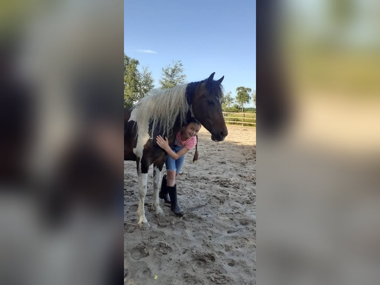 Caballo ""Curly"" Yegua 5 años 140 cm Tobiano-todas las-capas in Ruinen