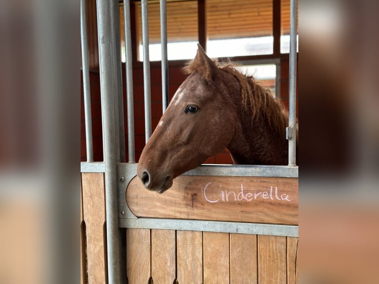 Caballo ""Curly"" Yegua 6 años 146 cm Alazán in Rodgau