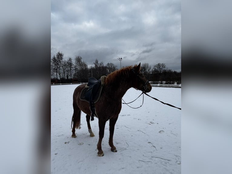 Caballo ""Curly"" Yegua 6 años 147 cm Alazán in Rodgau