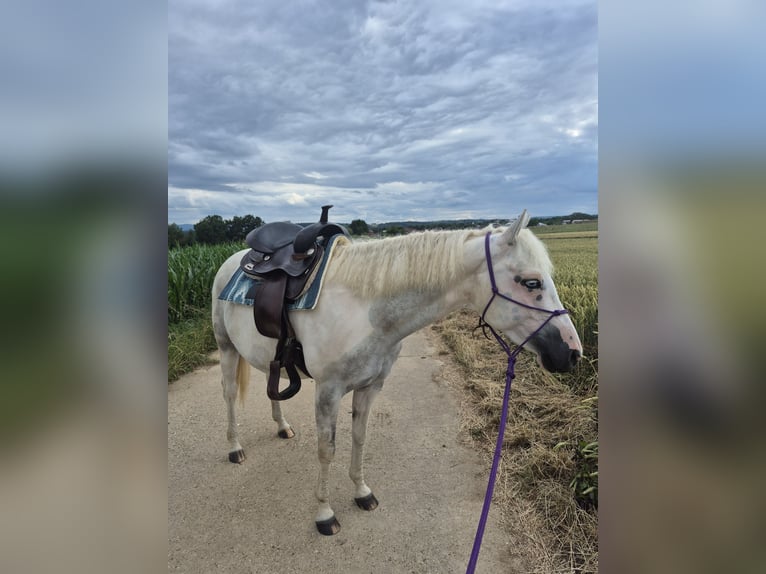 Caballo ""Curly"" Mestizo Yegua 6 años 148 cm Pío in Aichtal