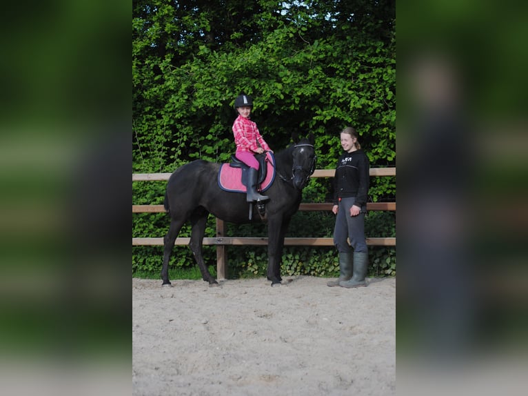 Caballo ""Curly"" Yegua 7 años 147 cm Negro in Ruinen