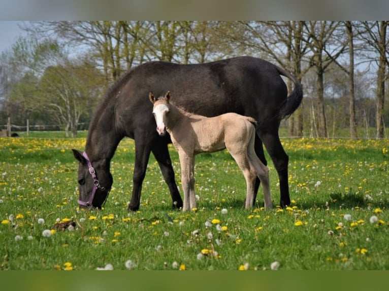 Caballo ""Curly"" Yegua 7 años 147 cm Negro in Ruinen