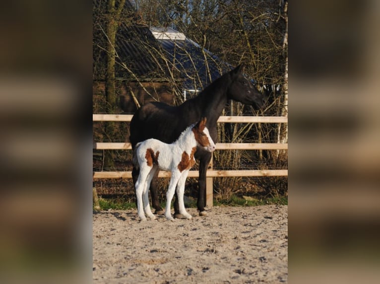 Caballo ""Curly"" Yegua 7 años 147 cm Negro in Ruinen