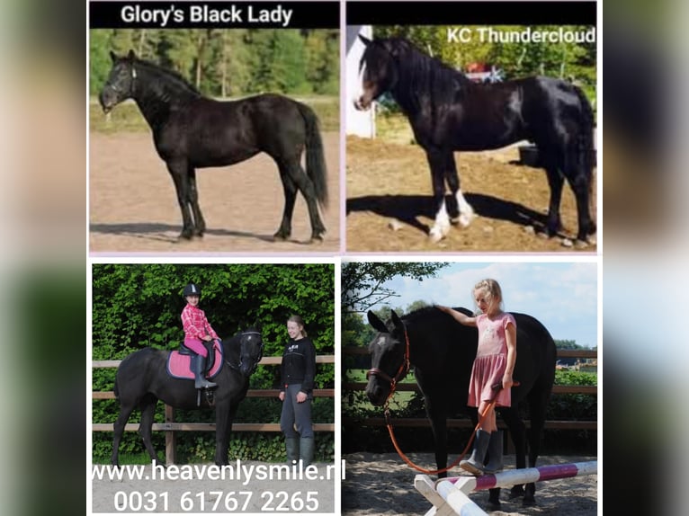 Caballo ""Curly"" Yegua 7 años 147 cm Negro in Ruinen