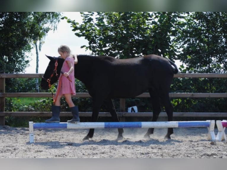 Caballo ""Curly"" Yegua 7 años 147 cm Negro in Ruinen