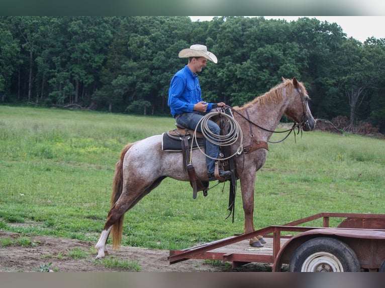 Caballo ""Curly"" Yegua 7 años 152 cm Ruano alazán in Owensville