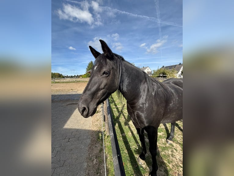 Caballo ""Curly"" Yegua 8 años 145 cm Negro in Schauren