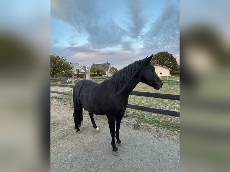 Caballo ""Curly"" Yegua 8 años 145 cm Negro in Schauren