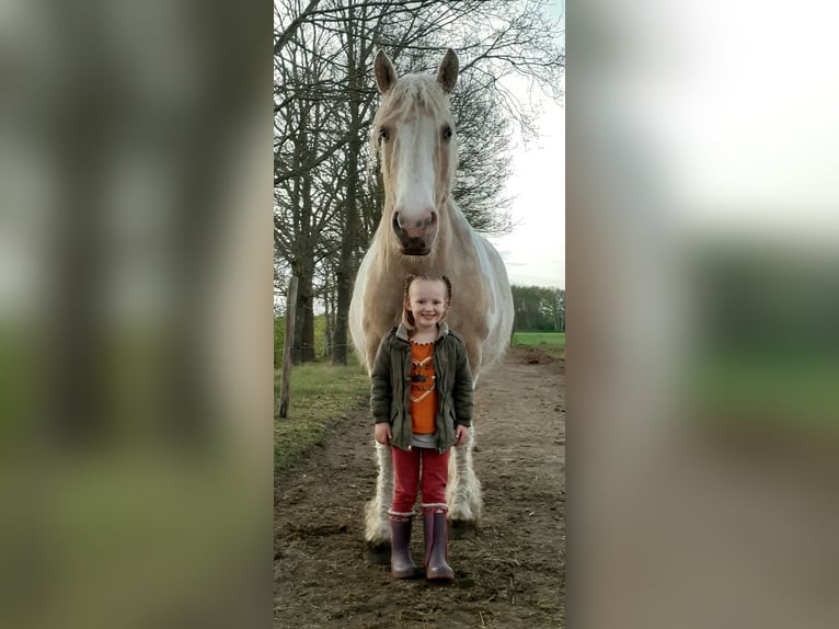 Caballo ""Curly"" Yegua 8 años 148 cm Palomino in Ruinen