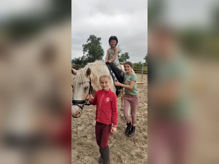 Caballo ""Curly"" Yegua 8 años 148 cm Palomino in Ruinen