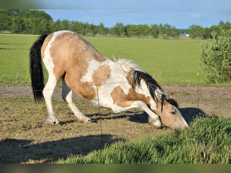 Caballo ""Curly"" Yegua 8 años 158 cm Bayo in Ruinenruinen