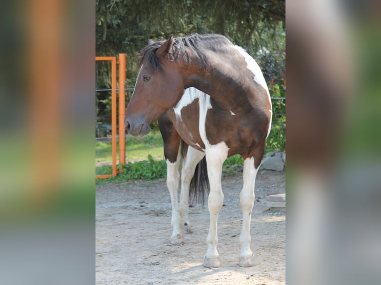 Caballo ""Curly"" Yegua 9 años 154 cm Pío in Sch&#xF6;neiche