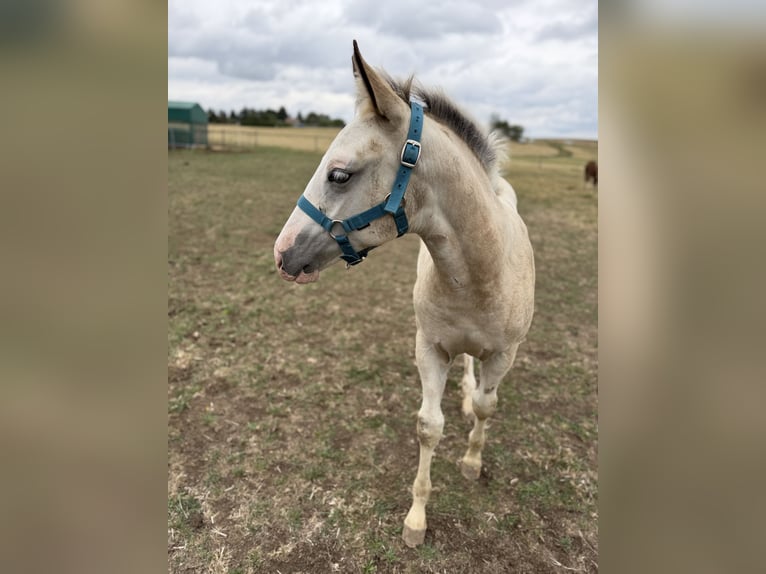 Caballo ""Curly"" Mestizo Yegua Potro (04/2026) 160 cm Buckskin/Bayo in Prague