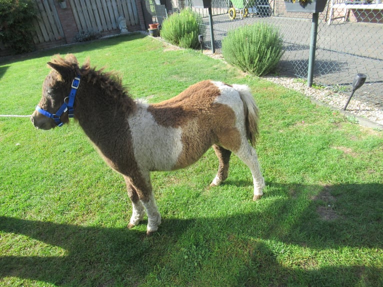 Caballo ""Curly"" Yegua Potro (05/2026)  in Neerkant