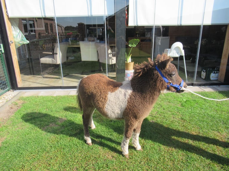 Caballo ""Curly"" Yegua Potro (05/2026)  in Neerkant