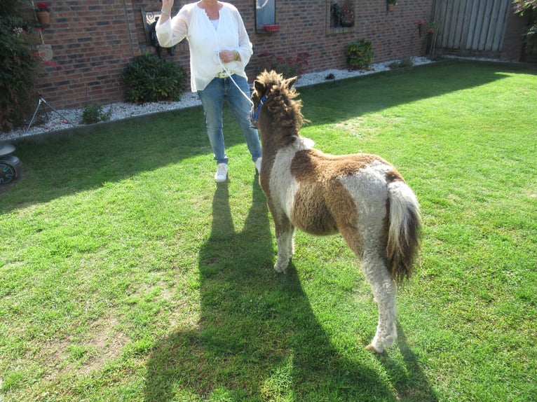Caballo ""Curly"" Yegua Potro (05/2026)  in Neerkant