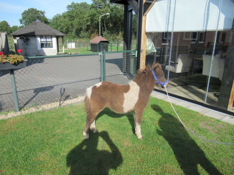 Caballo ""Curly"" Yegua Potro (05/2026)  in Neerkant