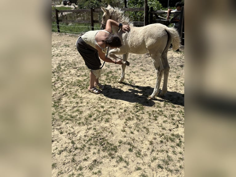 Caballo ""Curly"" Mestizo Yegua Potro (05/2026) Palomino in Auvillars