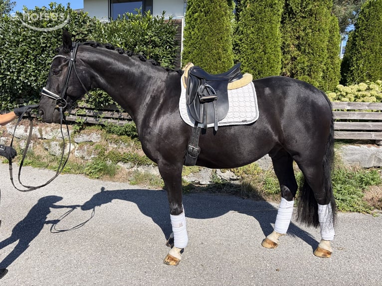 Caballo de deporte alemán Caballo castrado 10 años 163 cm Negro in Teisendorf
