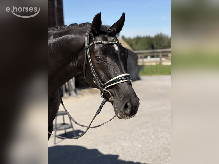 Caballo de deporte alemán Caballo castrado 10 años 163 cm Negro in Teisendorf