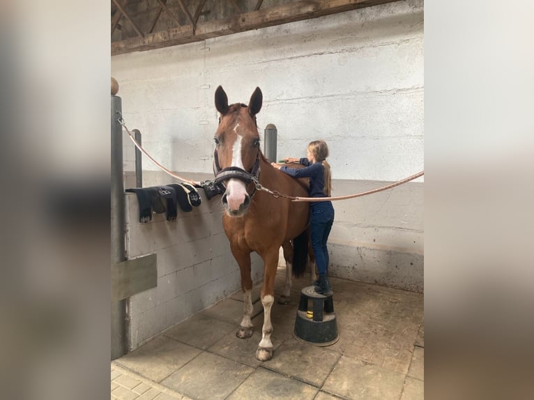 Caballo de deporte alemán Caballo castrado 10 años 164 cm Alazán in Rochau