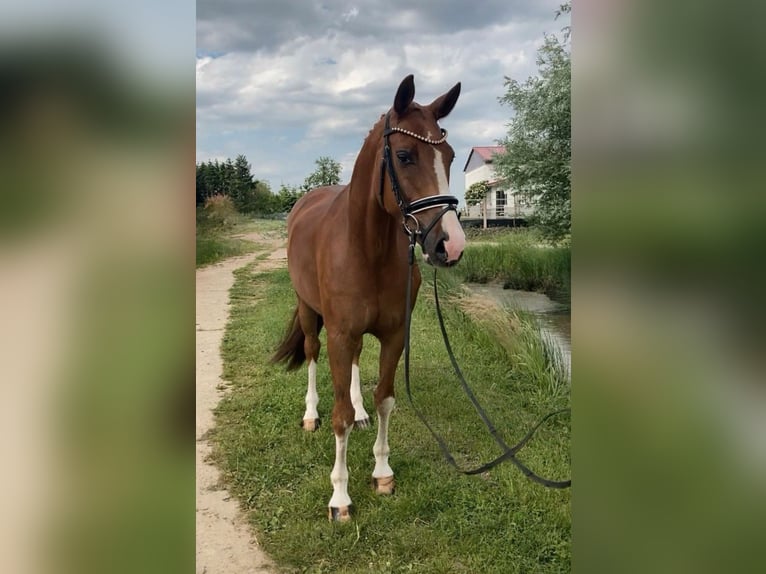 Caballo de deporte alemán Caballo castrado 10 años 164 cm Alazán in Rochau