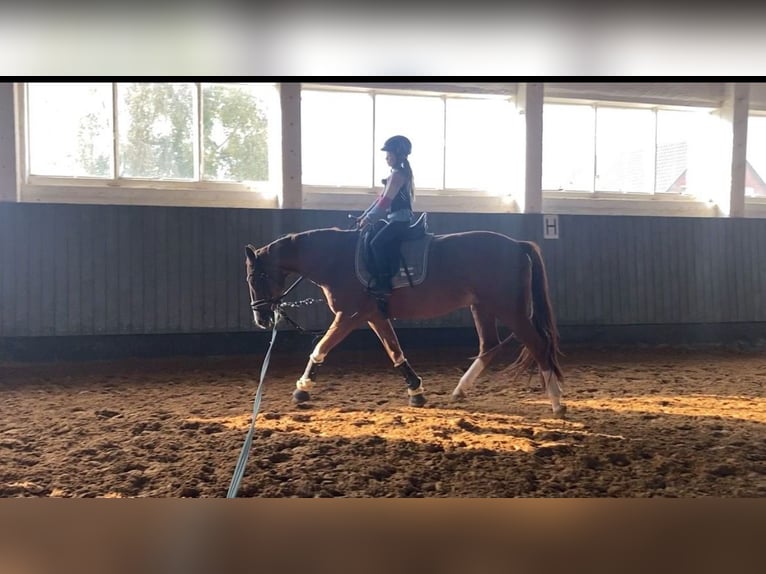 Caballo de deporte alemán Caballo castrado 10 años 164 cm Alazán in Rochau