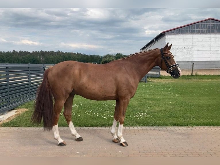 Caballo de deporte alemán Caballo castrado 10 años 164 cm Alazán in Rochau