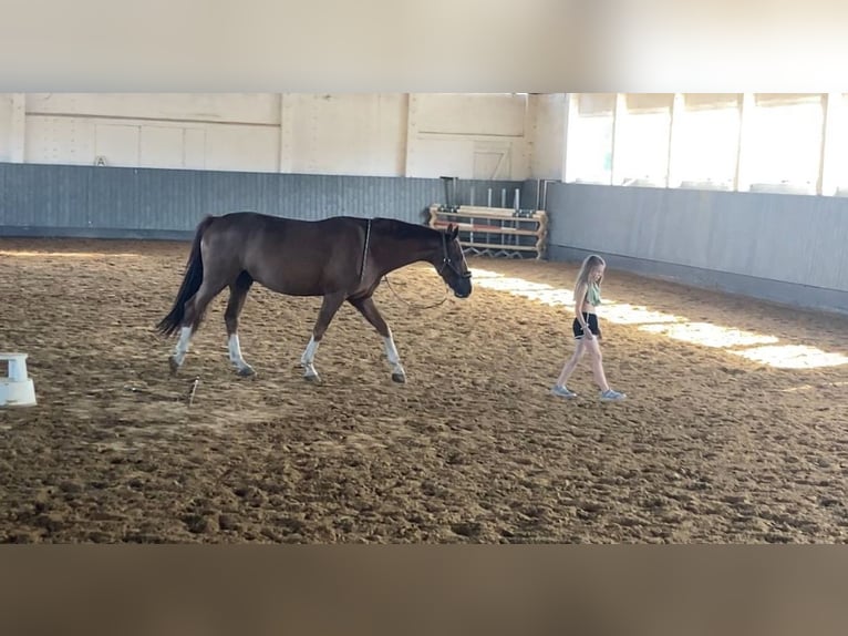 Caballo de deporte alemán Caballo castrado 10 años 164 cm Alazán in Rochau