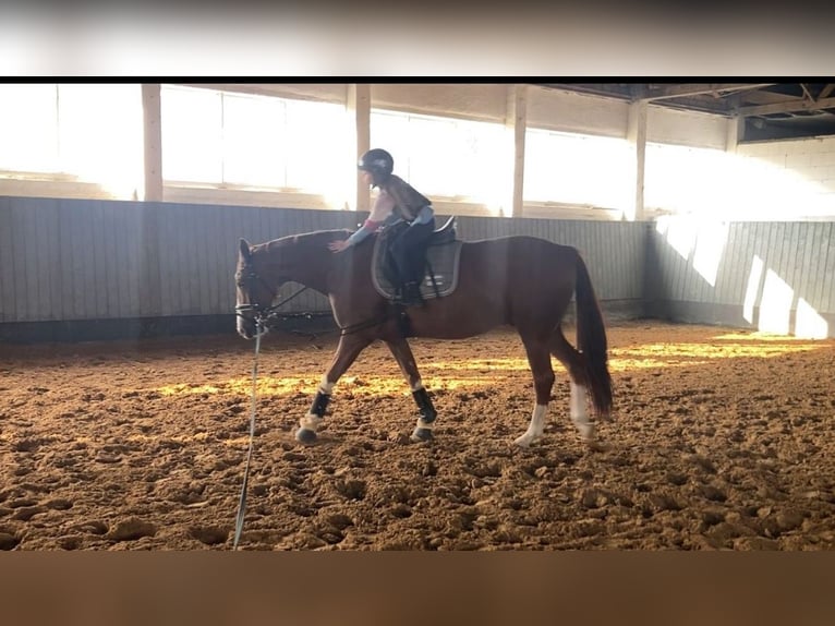 Caballo de deporte alemán Caballo castrado 10 años 164 cm Alazán in Rochau