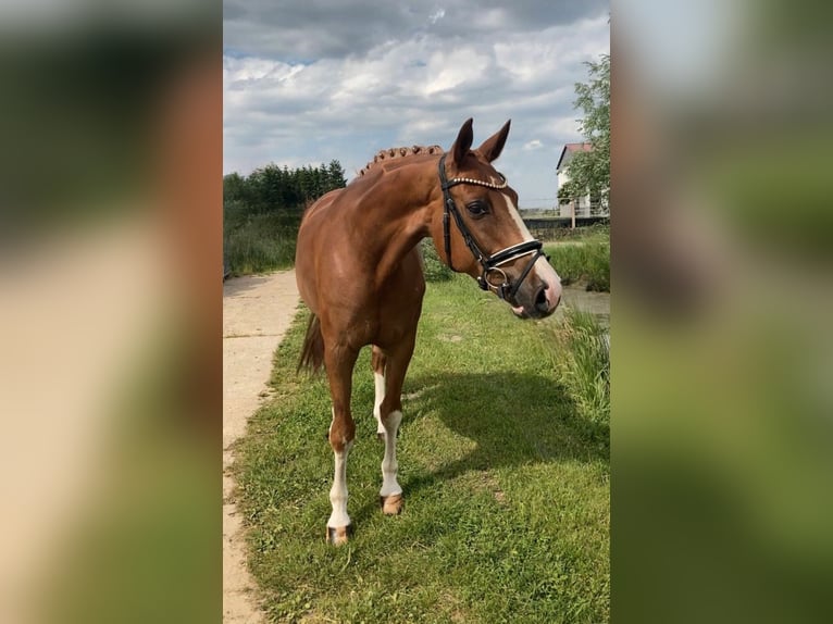 Caballo de deporte alemán Caballo castrado 10 años 164 cm Alazán in Rochau