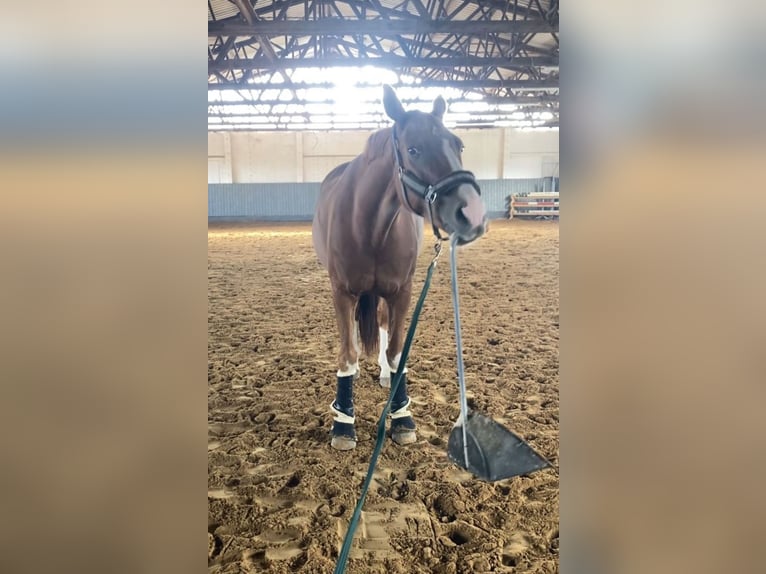 Caballo de deporte alemán Caballo castrado 10 años 164 cm Alazán in Rochau