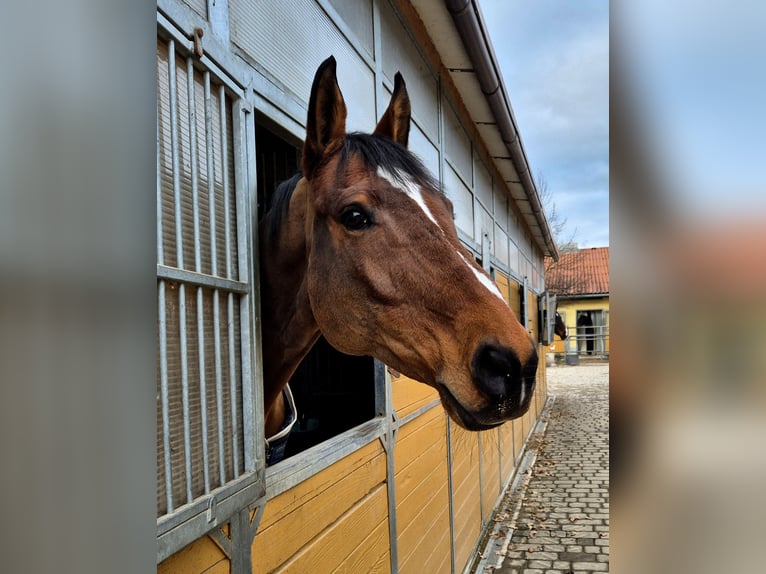 Caballo de deporte alemán Caballo castrado 10 años 165 cm in Altenmünster