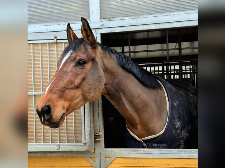 Caballo de deporte alemán Caballo castrado 10 años 165 cm in Altenmünster