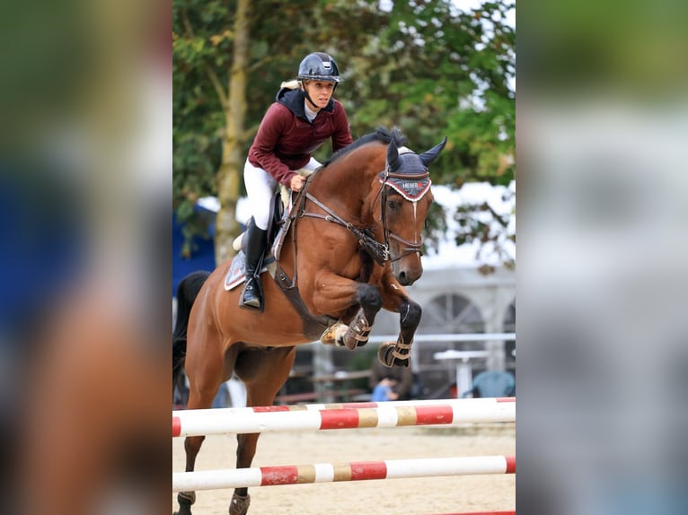 Caballo de deporte alemán Caballo castrado 10 años 165 cm in Altenmünster