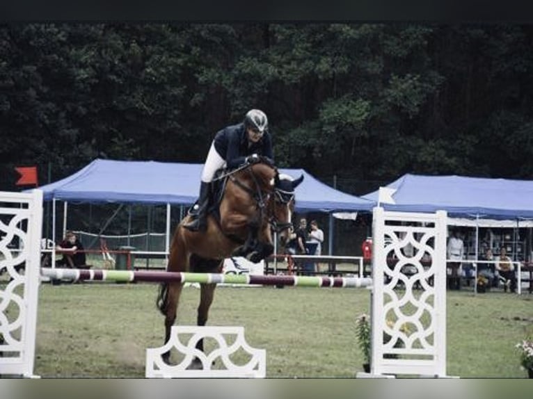 Caballo de deporte alemán Caballo castrado 10 años 165 cm Castaño claro in Löcknitz