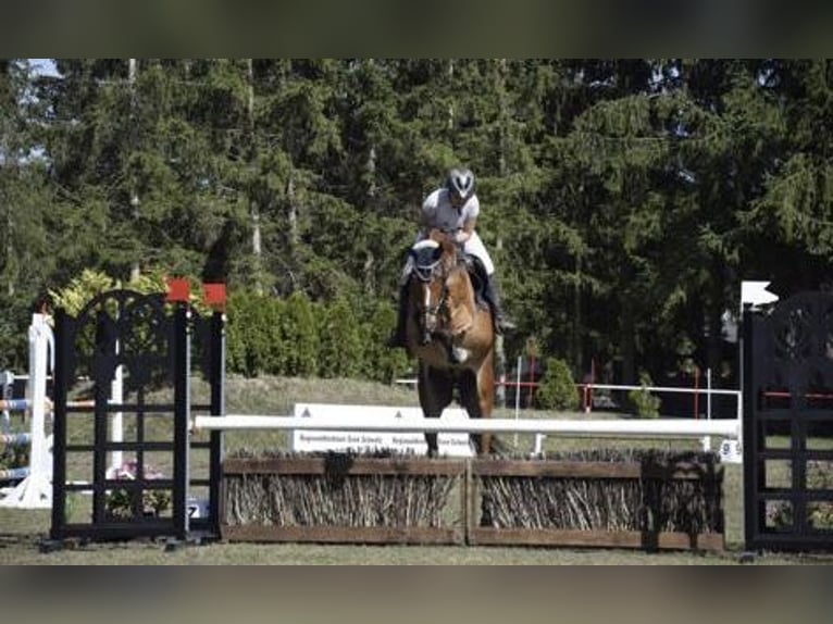 Caballo de deporte alemán Caballo castrado 10 años 165 cm Castaño claro in Löcknitz