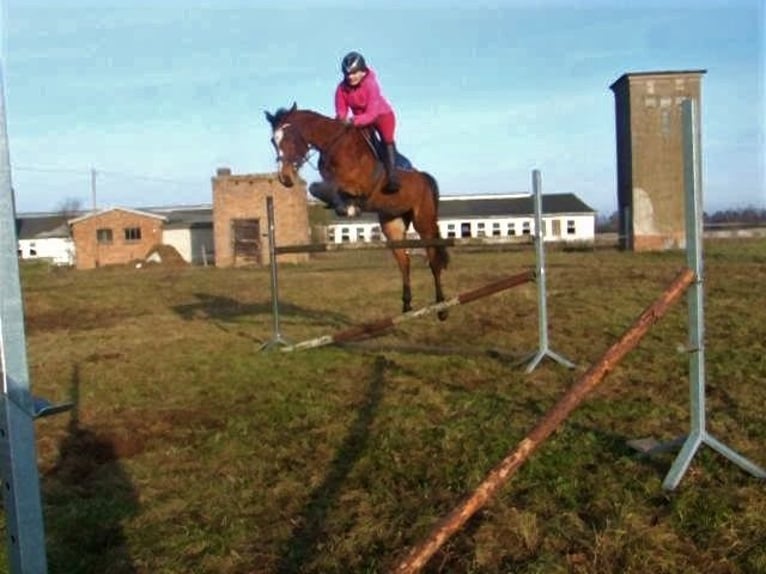 Caballo de deporte alemán Caballo castrado 10 años 165 cm Castaño claro in Löcknitz