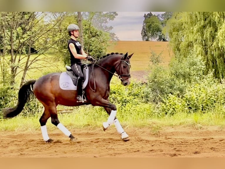 Caballo de deporte alemán Caballo castrado 10 años 165 cm Castaño oscuro in Harsdorf