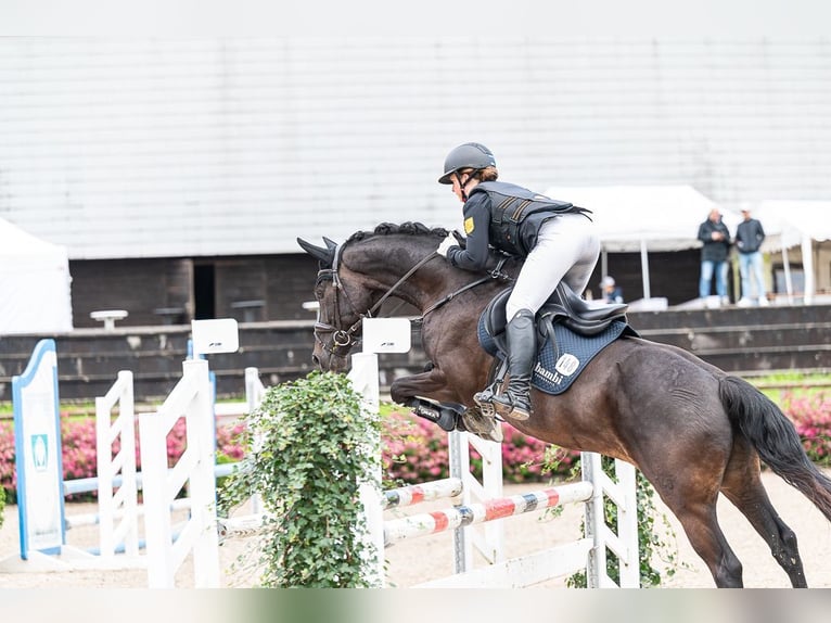 Caballo de deporte alemán Caballo castrado 10 años 165 cm Negro in Drackenstein
