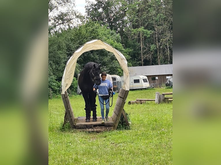 Caballo de deporte alemán Caballo castrado 10 años 167 cm in Fronreute