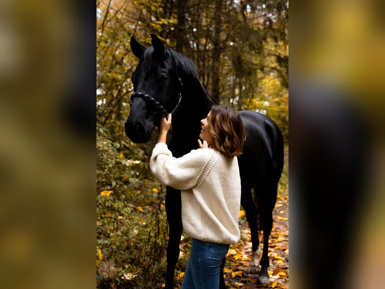 Caballo de deporte alemán Caballo castrado 10 años 167 cm in Fronreute