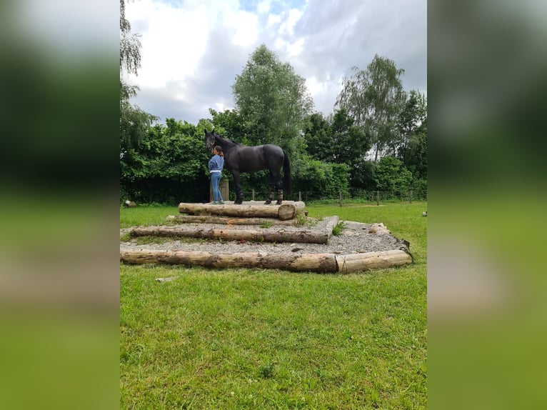 Caballo de deporte alemán Caballo castrado 10 años 167 cm in Fronreute