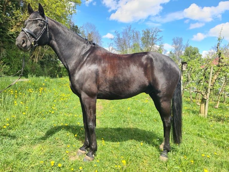 Caballo de deporte alemán Caballo castrado 10 años 167 cm in Fronreute