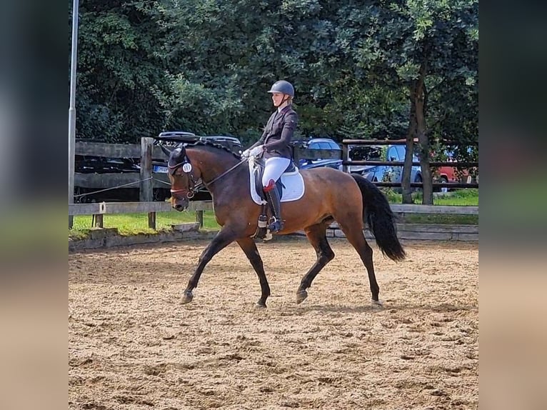 Caballo de deporte alemán Caballo castrado 10 años 167 cm Castaño in Isenbüttel