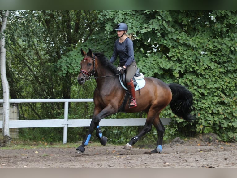 Caballo de deporte alemán Caballo castrado 10 años 167 cm Castaño in Isenbüttel