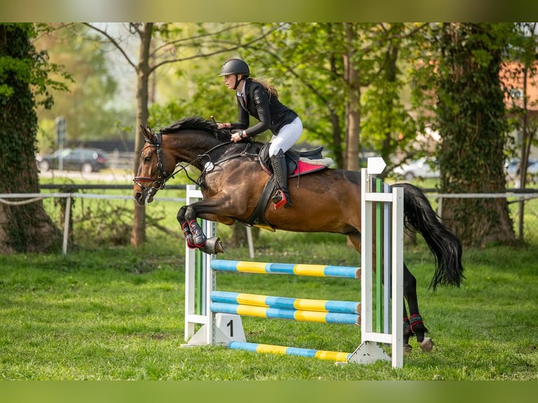 Caballo de deporte alemán Caballo castrado 10 años 167 cm Castaño in Isenbüttel