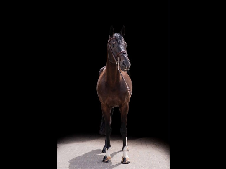 Caballo de deporte alemán Caballo castrado 10 años 167 cm Castaño in Zülpich